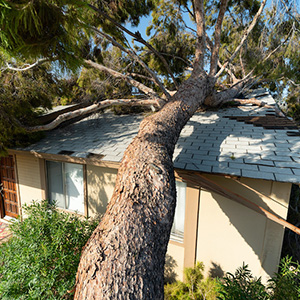 Tree Roof Damage
