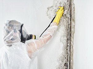 Mold Remediation1