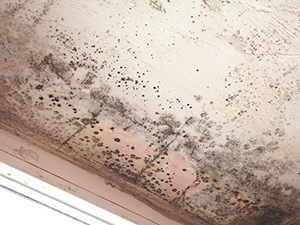 Mold Remediation - Clarkston, MI 1