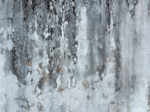 Mold Remediation – Fenton, MI 2