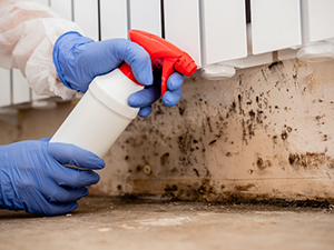Mold Remediation Northville, MI 1