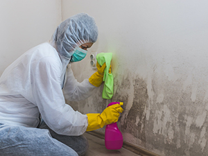 Mold Removal Service Brighton, MI 2
