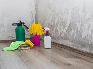 Mold Removal Services Romulus, MI 1