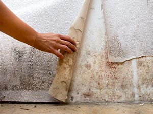 Mold Removal Services Romulus, MI 2