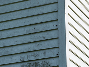 Mold Removal Service Pontiac, MI 1
