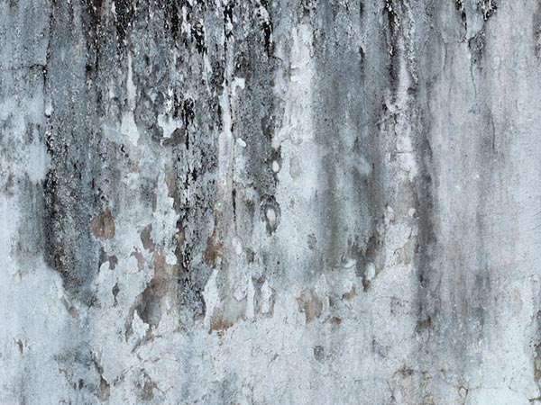 Black-Mold-Remediation-Novi-MI-Michigan-2 | Incore Restoration Group Black Mold Remediation Novi, MI 2