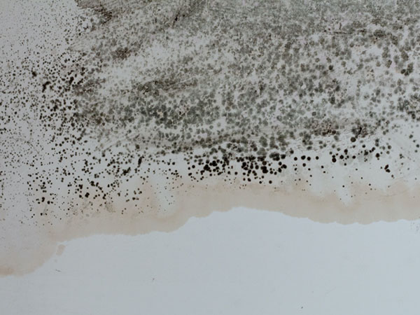 | Incore Restoration Group Mold Removal Service Howell, MI 1