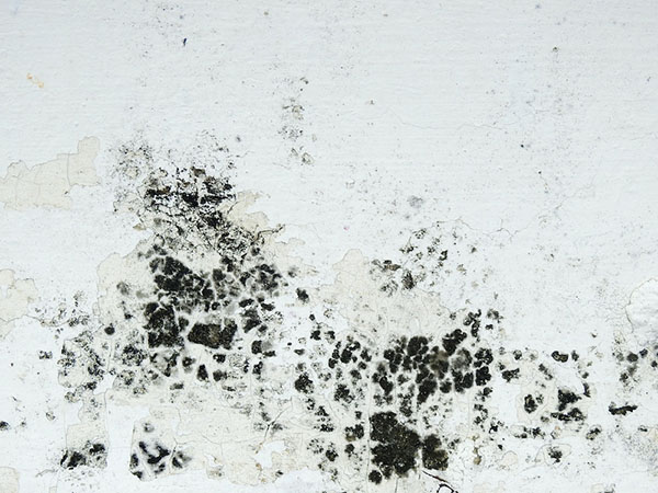 | Incore Restoration Group Mold Removal Service Howell, MI 2