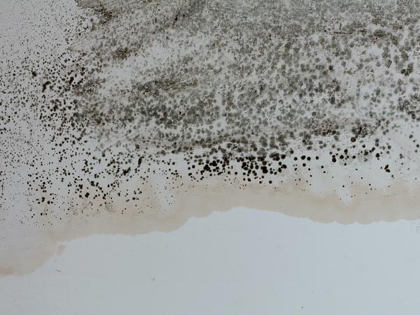 Black-Mold-Remediation-Romulus-MI-Michigan-1 | Incore Restoration Group Black Mold Remediation Romulus, MI 2
